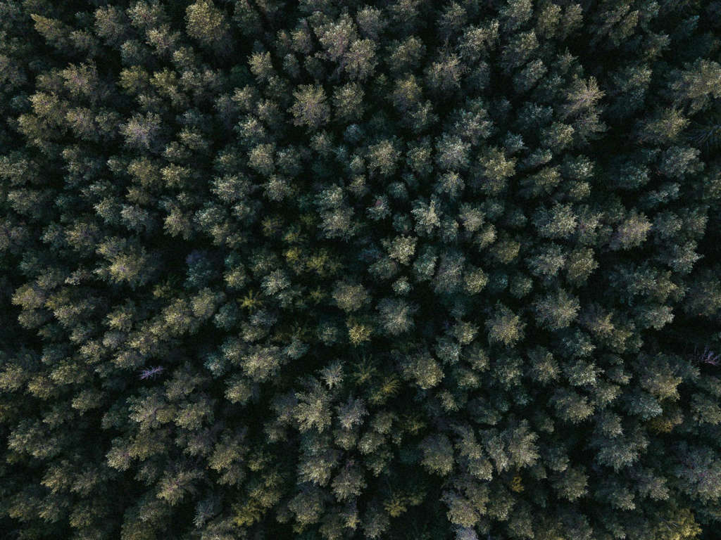 Pexels Igrevsky 1310755